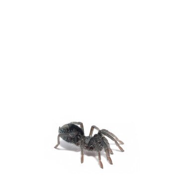 Caribbean Giant Tarantula